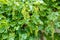 Green Muscat Ottonel grape clusters