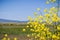 Green mustard blooming on the levees of south San Francisco bay, Mountain View, California