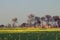 Green Mustard Fields with Brick Knill in the background