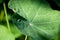 Green Nasturtium Leaf