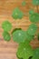 Green nasturtium leaves