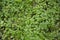 Green nasturtiums leaves in a meadow