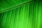 Green natural background: details fresh banana leaf structure with midrib diagonal to the frame and visible leaf veins and grooves