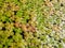 Green natural background from duckweed Lemnoideae in a pond in the sunny day