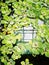 Green natural background with pistia water plant