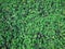 Green natural background of small leaves. Greenery summer or spring grass carpet texture. Blueish solid leaf surface horizontal p