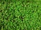 Green natural background of small leaves. Greenery summer or spring grass carpet texture. Greenish solid leaf surface horizontal