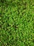 Green natural background of small leaves. Greenery summer or spring grass carpet texture. Greenish solid leaf surface vertical pa