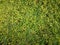 Green natural background of small leaves. Greenery summer or spring grass carpet texture. Yellowish solid leaf wall pattern.