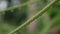 Green natural beauty of raindrops on papaya leaf stalk.