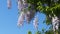 Green Natural Blooms Wisteria