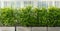 Green natural fence ornamental plants tree exterior and white wooden wall decoration