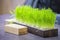 Green natural lawn grass in a wooden pot in the office