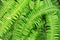 Green natural leaf background