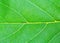 Green natural leaf texture