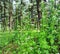 Green natural plants having white flowers and a honeybee sitting on it growing in forest and deodar trees in the background