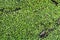 Green natural texture of lesser duckweed close-up