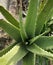 Green nature aloe vera alovera 