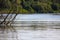 Green nature of amazon river from the boat sie of view in Leticia, Colombia