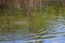 Green nature of amazon river from the boat sie of view in Leticia, Colombia