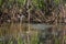 Green nature of amazon river from the boat sie of view in Leticia, Colombia