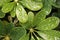 Green Nature Backdrop of Tropical Green leaves branch with Many Droplets after raining on the plants  - background image - Garden