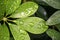 Green Nature Backdrop of Tropical Green leaves branch with Many Droplets after raining on the plants  - background image - Garden