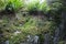 Green nature background, moss on roks in forest