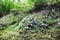 Green nature background, moss on roks in forest