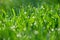 Green nature. Beautiful close up photo of nature. Green grass with dew drops. Colorful spring background with morning sun and