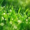 Green nature. Beautiful close up photo of nature. Green grass with dew drops. Colorful spring background with morning sun and