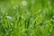 Green nature. Beautiful close up photo of nature. Green grass with dew drops. Colorful spring background with morning sun and