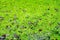 The green nature Duckweed and water plant cover the pond pool