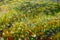 Green nature grass Artistic handmade impasto texture closeup oil painting. Abctract structure brushwork pallete knife painted on c