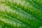 Green nature leaf texture in details as natural background or wa