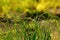 Green nature purity grass on the river bank