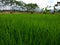 Green nature rice tree outdoor baground garden