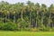 Green nature thick coconut trees and palm trees make village beautiful