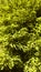 green nature tree moss forest growth closeup vertical outdoors foliage evergreen branch botany