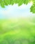 Green nature vertical background with leaves on a blurred background of grass and sky, sunlight and bokeh effect. View with copy