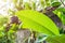 Green nature view close up Frangipani leaves in home garden with nature background in at front yard