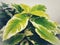 green nature wallpaper.Pisonia grandis.Cabbage Tree