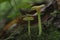 The Green Navel Chrysomphalina grossula is an inedible mushroom
