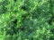 Green needels juniperus closeup, natural phototexture, a favorite garden conifer