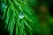 A green needle-like branch of a coniferous tree spruce, on a branch a bright