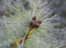 A green needle-like branch with small cones of a coniferous tree close-up