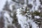 Green needle pine twigs in snow