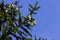 green needles on a tall spruce tree with cones