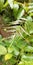 Green neem leaves with blurred background closeup image of the leaves of the neem