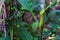 Green Nepenthes hanging on trees.